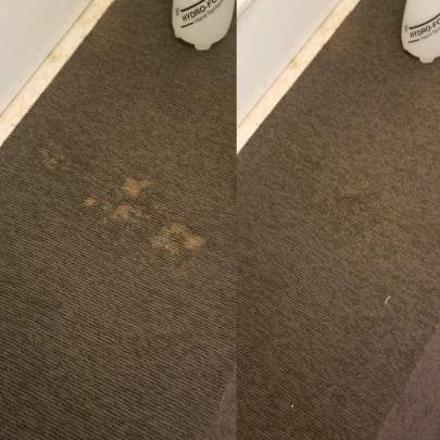 Carpet color repair Executive Floor Care